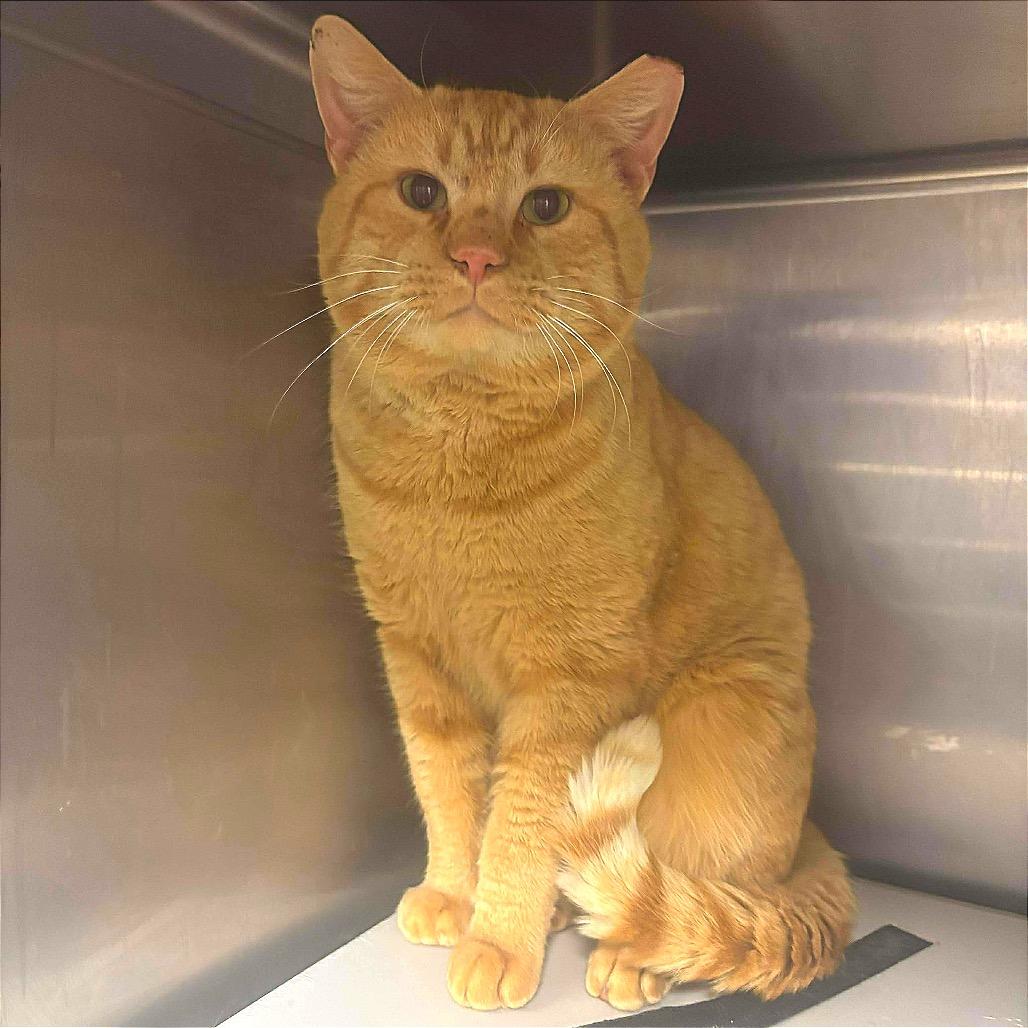 Pumpkin (TNR Shields 2), a Adoptable Domestic Short Hair in Sand Springs, OK image 1/2