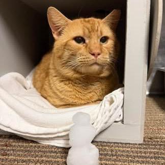 Pumpkin (TNR Shields 2), a Adoptable Domestic Short Hair in Sand Springs, OK image 2/2