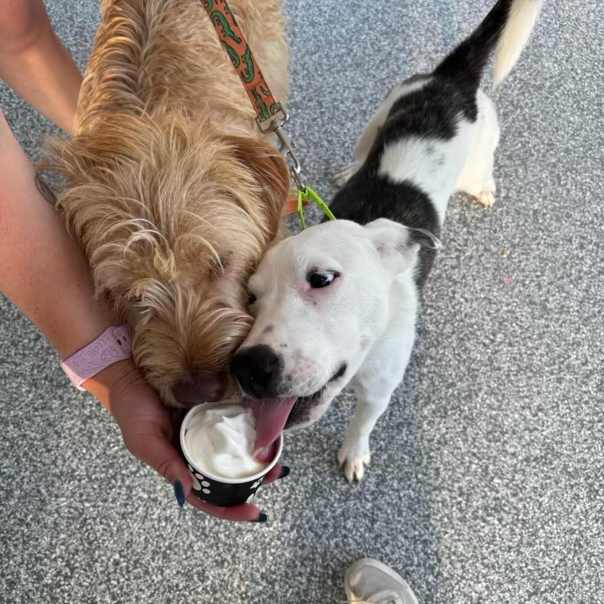 GEMs, an adoptable mixed breed in Grafton, MA image 3/6