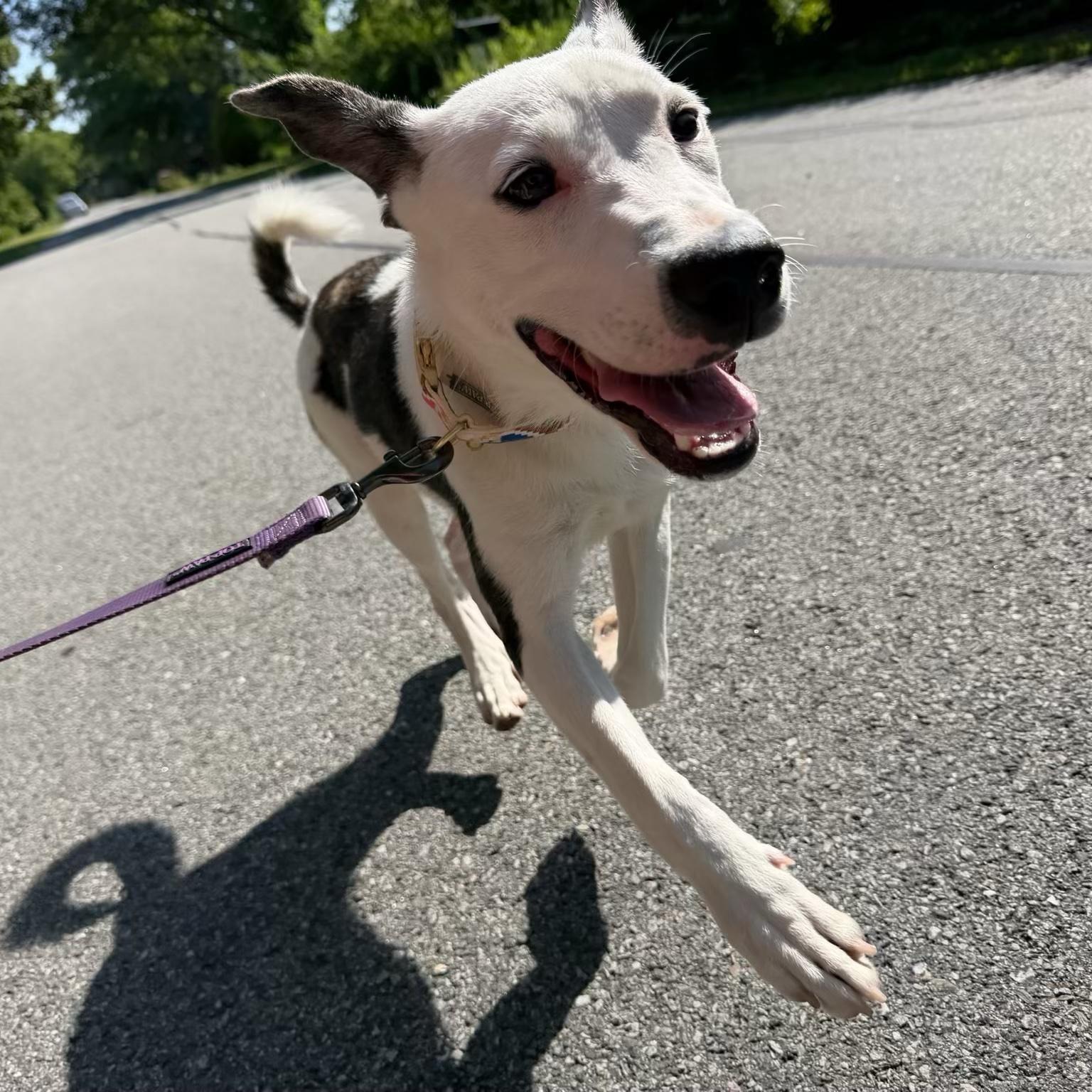 GEMs, an adoptable mixed breed in Grafton, MA image 4/6