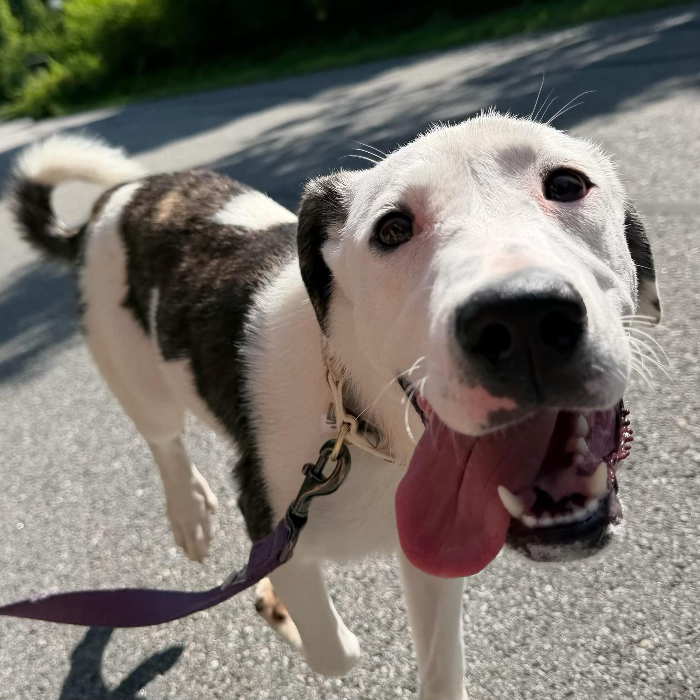 GEMs, an adoptable mixed breed in Grafton, MA image 1/6