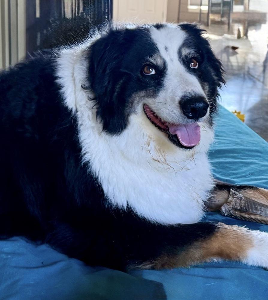 1190 Sophie, Adoptable, Adult Female Australian Shepherd.