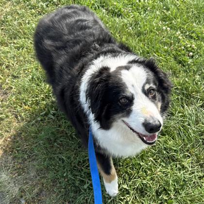 1190 Sophie, a Adoptable Australian Shepherd in Ringwood, IL image 2/4