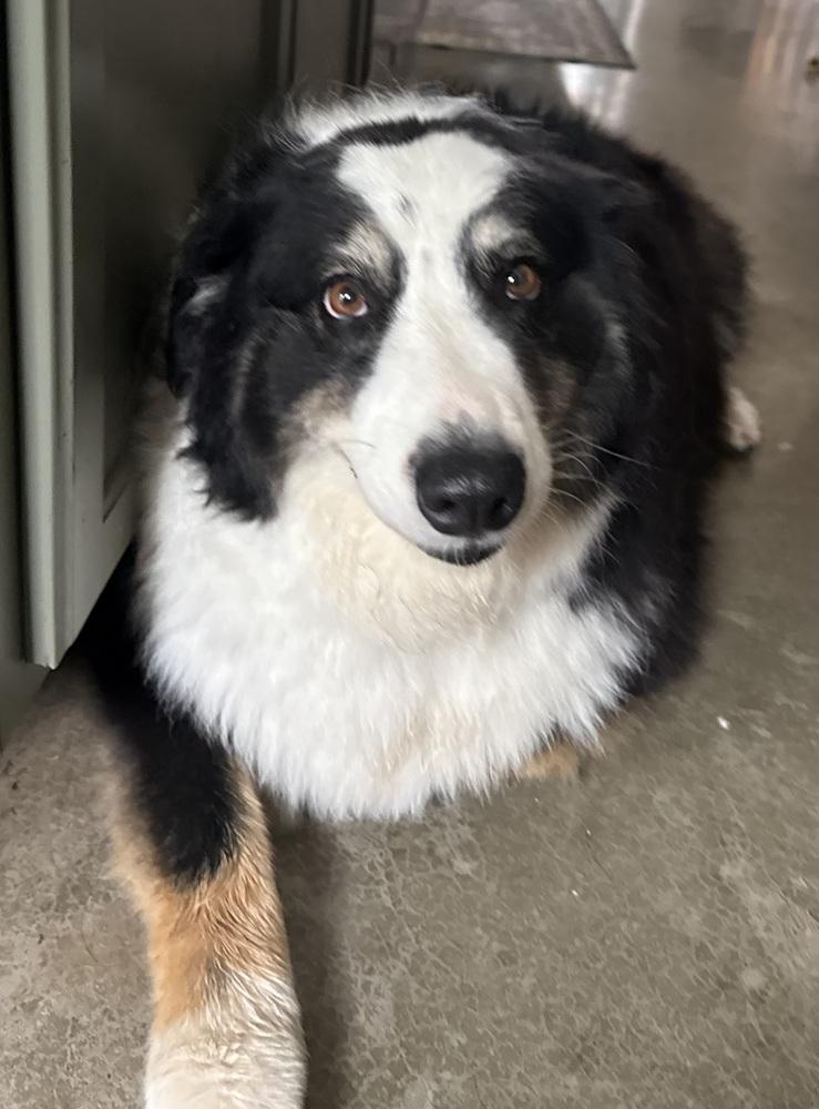 1190 Sophie, a Adoptable Australian Shepherd in Ringwood, IL image 3/4