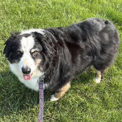 1190 Sophie, a Adoptable Australian Shepherd in Ringwood, IL image 4/4