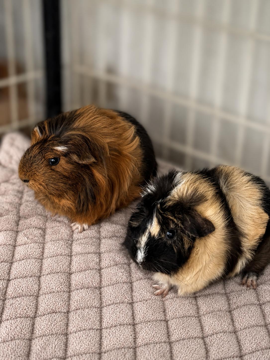 Blueberry, Papaya & Pomegranate, a ADOPTABLE Guinea Pig in Eugene, OR image 2/2