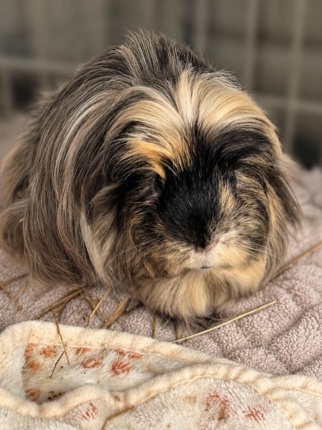 Blueberry, Papaya & Pomegranate, a ADOPTABLE Guinea Pig in Eugene, OR image 1/2