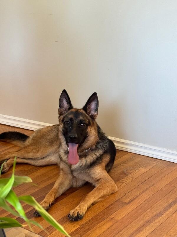 Katrin, Adoptable, Adult Female German Shepherd Dog.