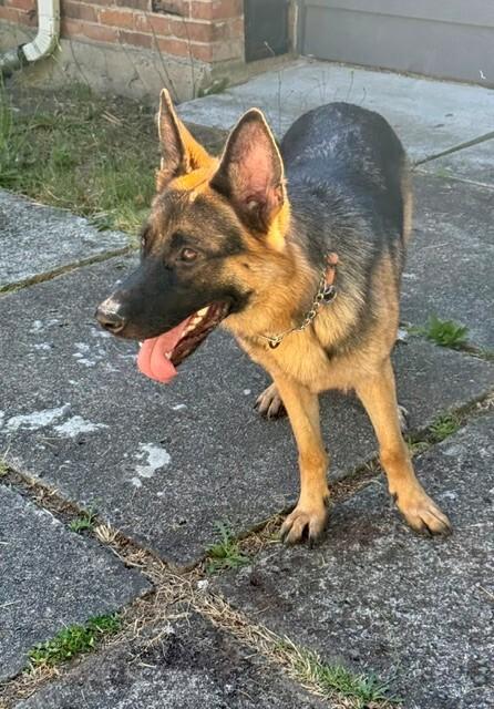 Katrin, Adoptable, Adult Female German Shepherd Dog.
