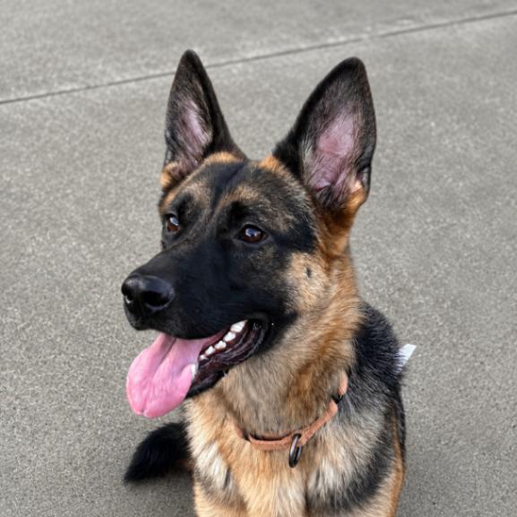 Katrin, a Adoptable mixed breed in Seattle, WA image 2/6
