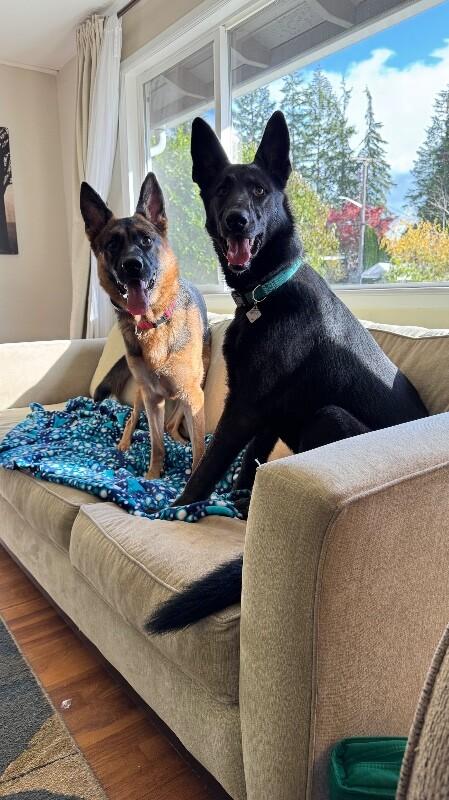 Enlarge Katrin, a Adoptable German Shepherd Dog in Seattle, WA image 2/6