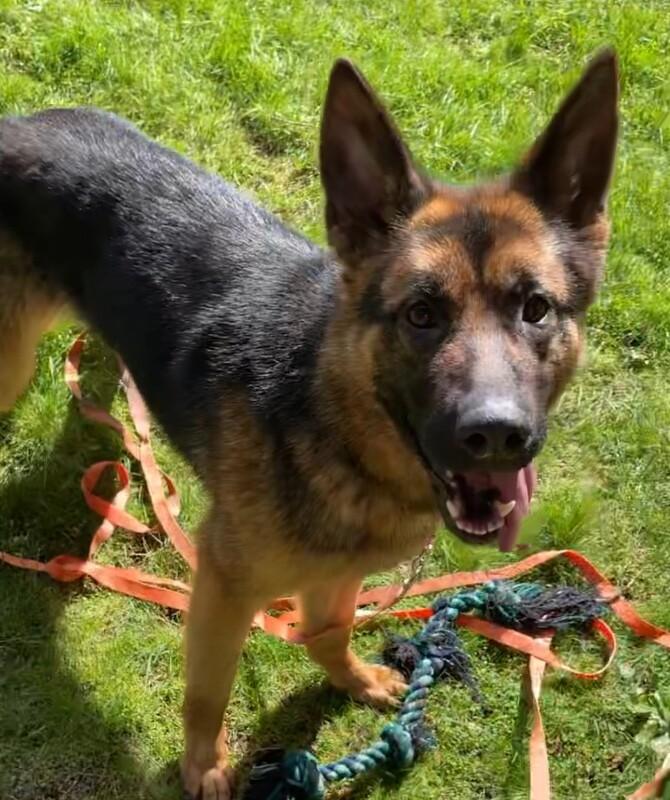 Katrin, Adoptable, Adult Female German Shepherd Dog.