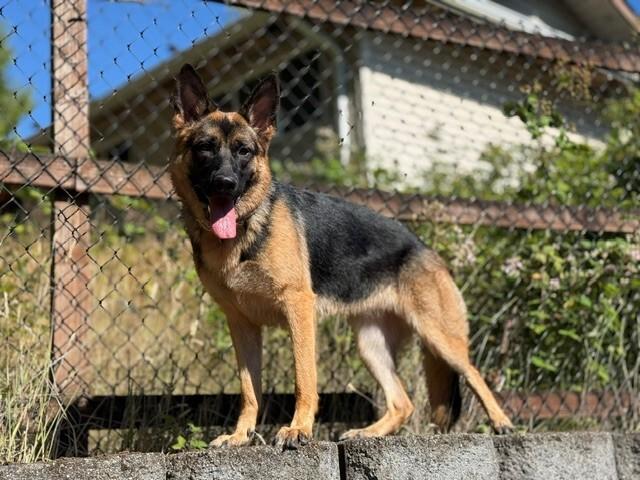 Katrin, a Adoptable mixed breed in Seattle, WA image 3/6