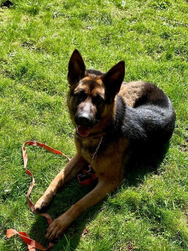 Enlarge Katrin, a Adoptable mixed breed in Seattle, WA image 2/4