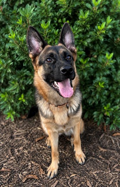 Katrin, a Adoptable mixed breed in Seattle, WA image 4/6