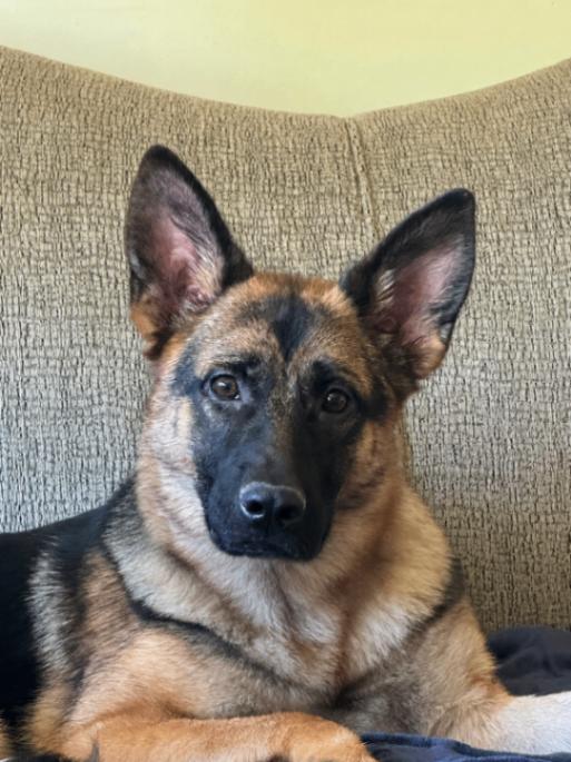 Katrin, a Adoptable mixed breed in Seattle, WA image 1/3