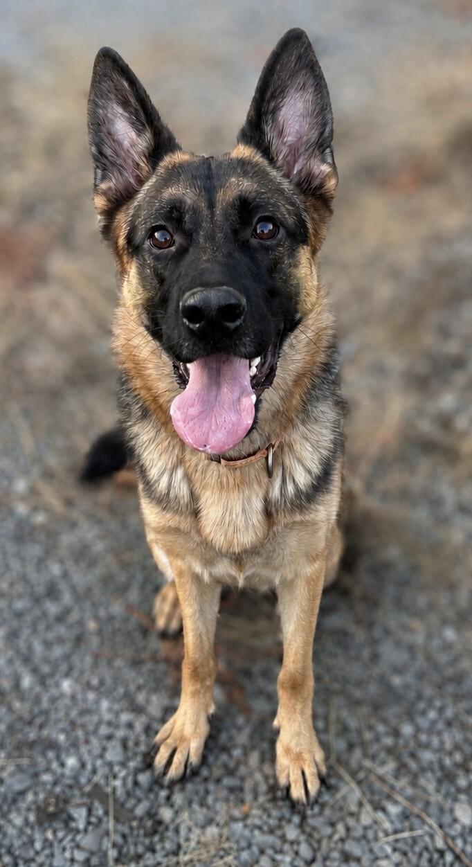 Katrin, a Adoptable mixed breed in Seattle, WA image 5/6