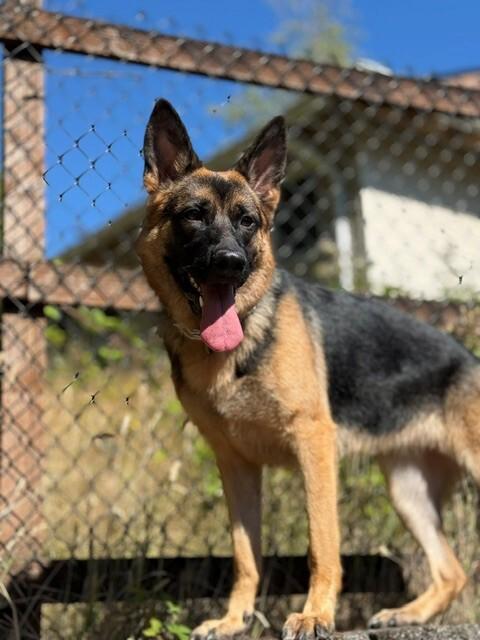 Katrin, a Adoptable mixed breed in Seattle, WA image 6/6