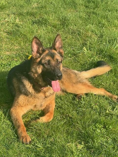 Enlarge Katrin, a Adoptable mixed breed in Seattle, WA image 3/6