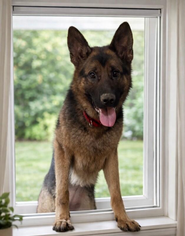 Enlarge Katrin, a Adoptable mixed breed in Seattle, WA image 3/4