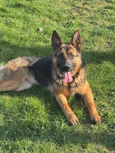 Enlarge Katrin, a Adoptable mixed breed in Seattle, WA image 5/6