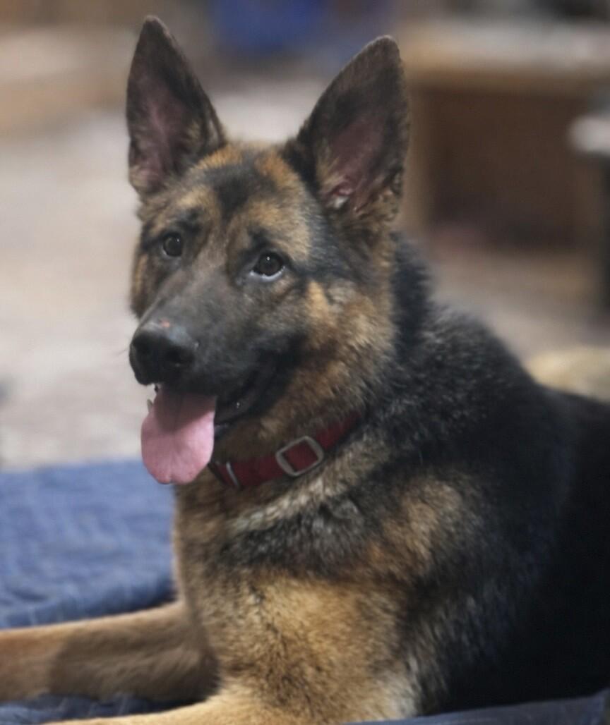 Enlarge Katrin, a Adoptable mixed breed in Seattle, WA image 4/4