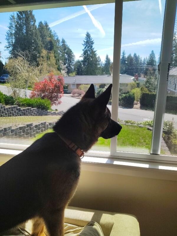 Katrin, a Adoptable mixed breed in Seattle, WA image 3/3