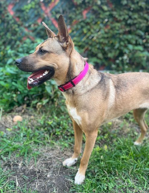 Enlarge Laika, a Adoptable mixed breed in Amsterdam, NY image 5/6