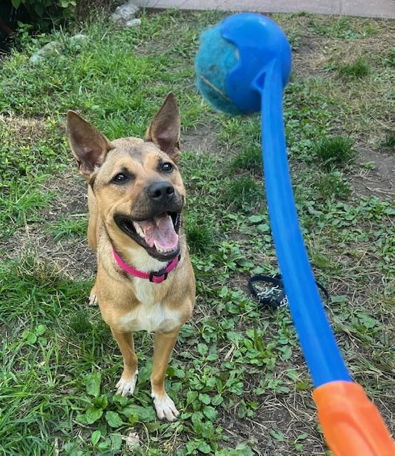 Enlarge Laika, a Adoptable mixed breed in Amsterdam, NY image 6/6