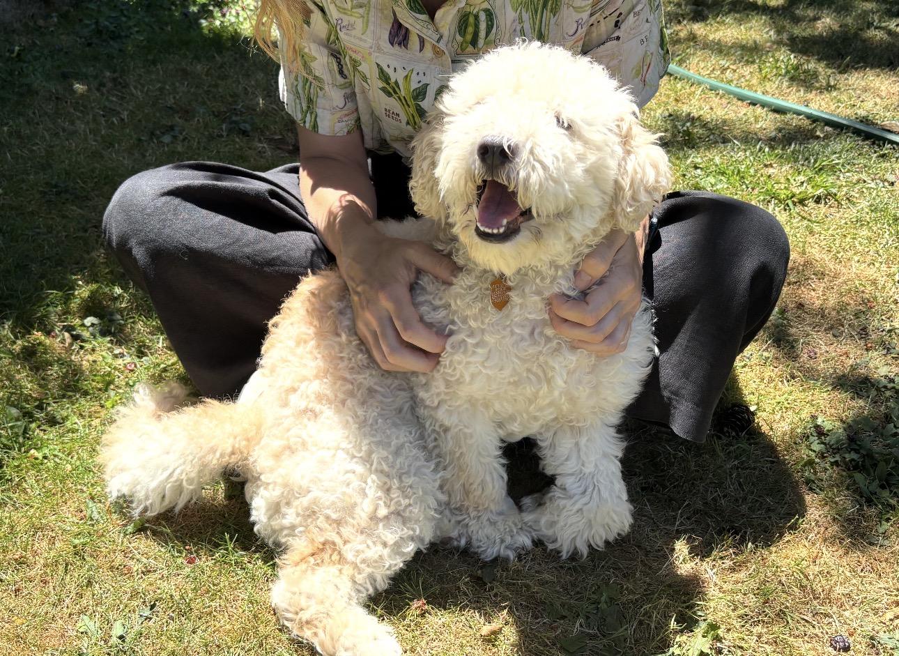 Enlarge Sakura, a ADOPTABLE Miniature Poodle in Los Angeles, CA image 4/6