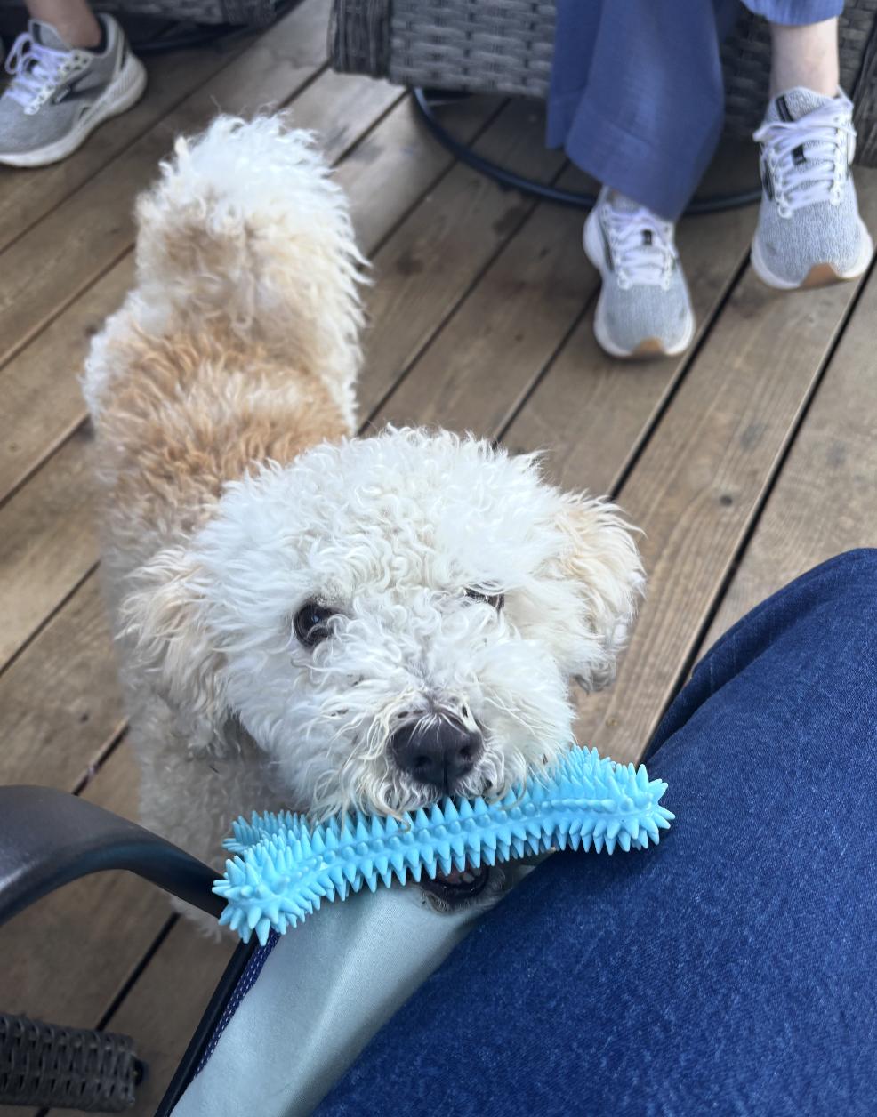 Enlarge Sakura, a ADOPTABLE Miniature Poodle in Los Angeles, CA image 5/6