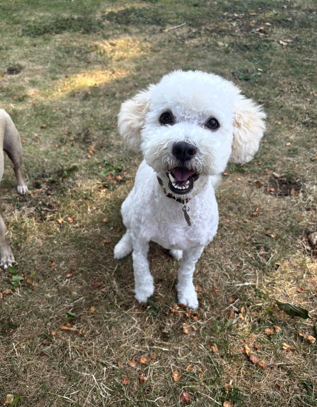 Enlarge Sakura, a ADOPTABLE Miniature Poodle in Los Angeles, CA image 1/6