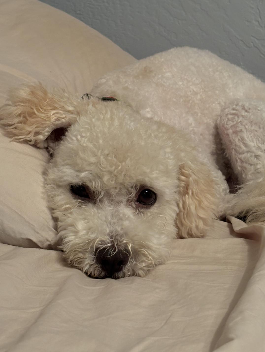 Enlarge Sakura, a ADOPTABLE Miniature Poodle in Los Angeles, CA image 2/6