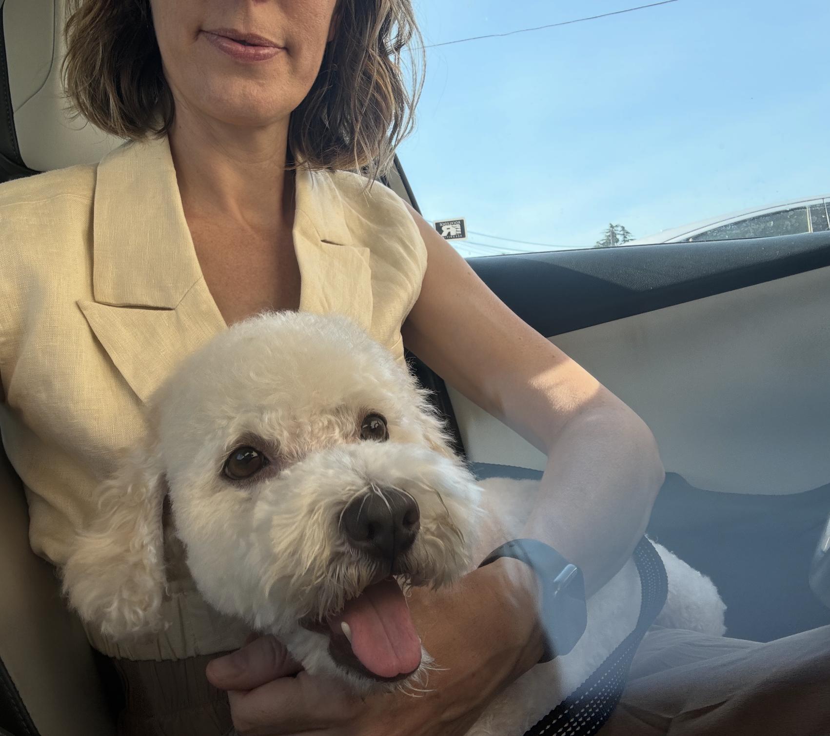 Enlarge Sakura, a ADOPTABLE Miniature Poodle in Los Angeles, CA image 3/6