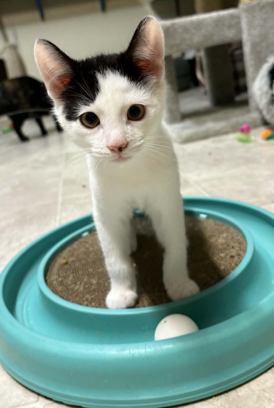 Enlarge Bowie, a ADOPTABLE Domestic Short Hair in Ocean City, NJ image 1/1