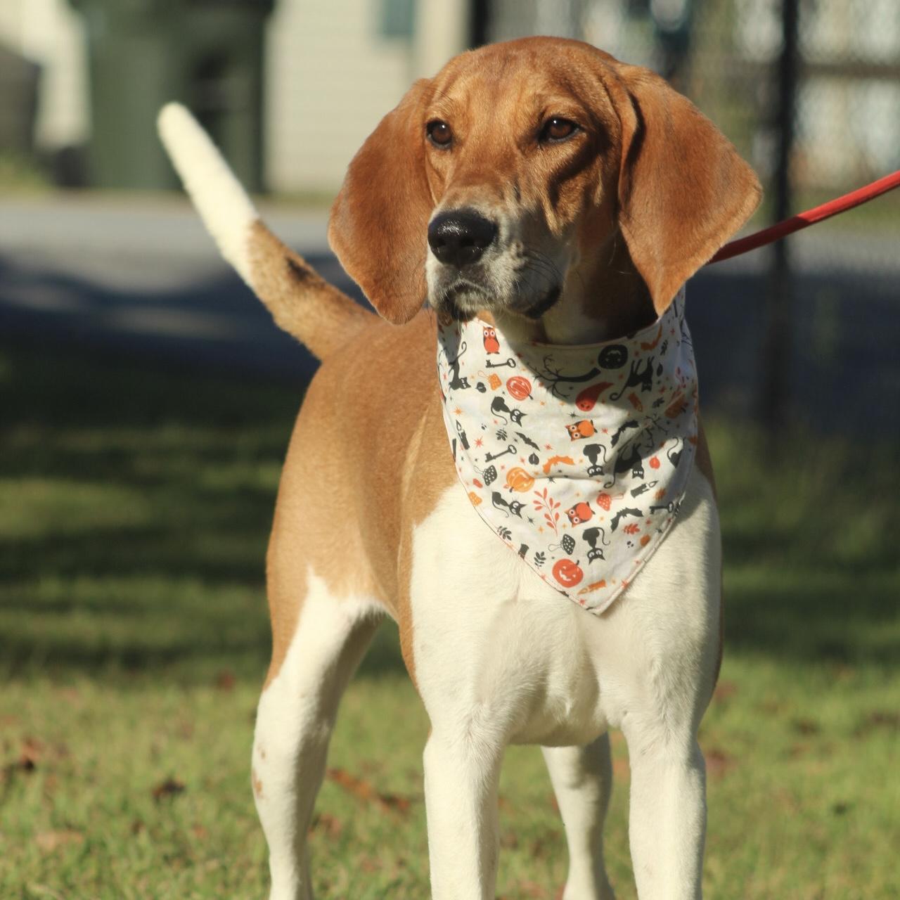 Enlarge Raytheon, a Adoptable mixed breed in Smithtown, NY image 3/6