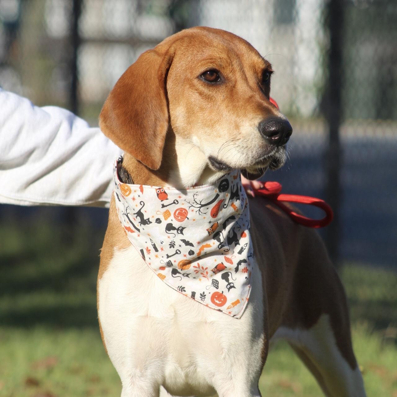 Enlarge Raytheon, a Adoptable mixed breed in Smithtown, NY image 4/6