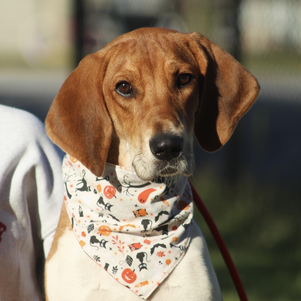 Raytheon, Adoptable, Young Female Hound.