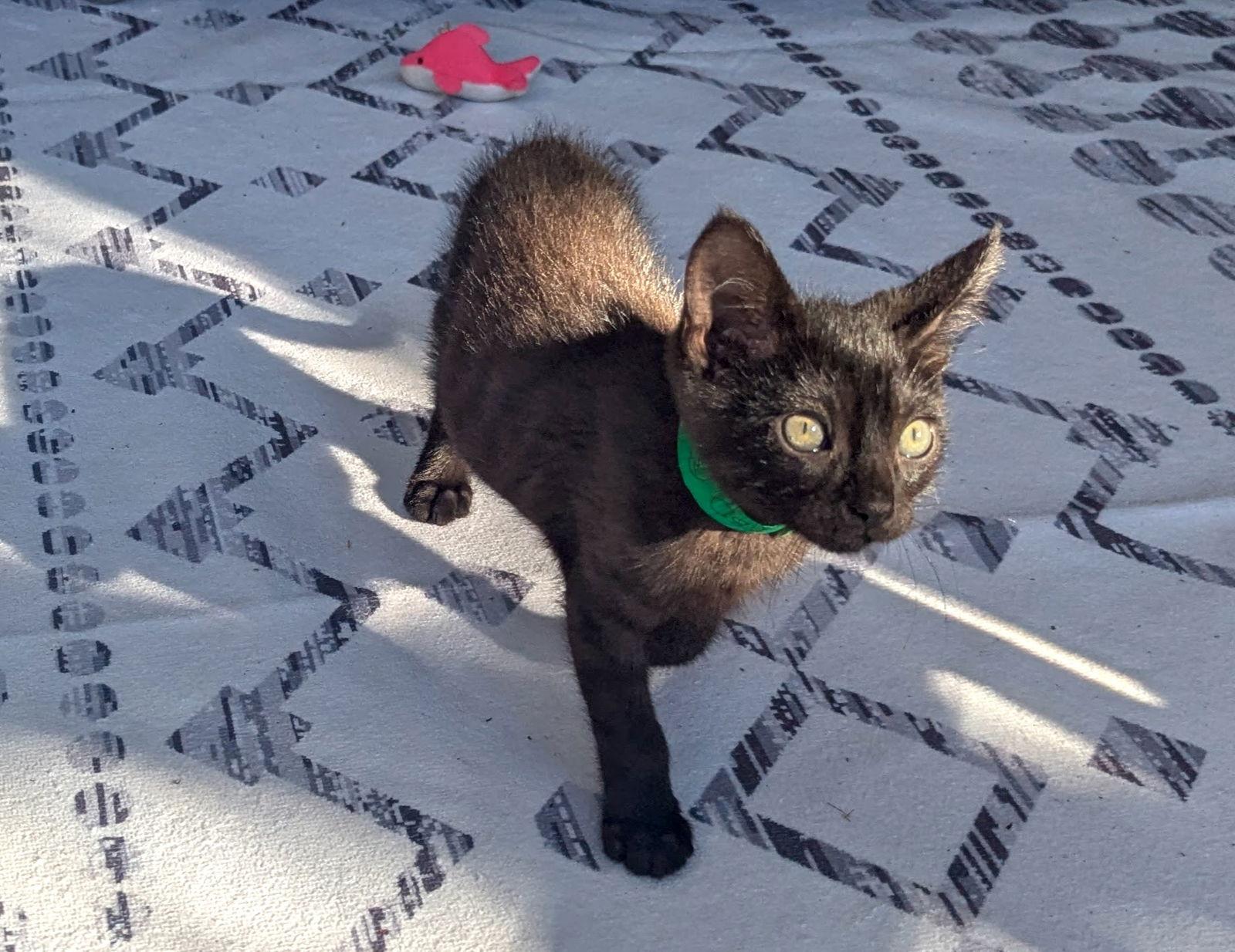 Enlarge Elmo, a Adoptable Domestic Short Hair in Berkeley, CA image 1/2