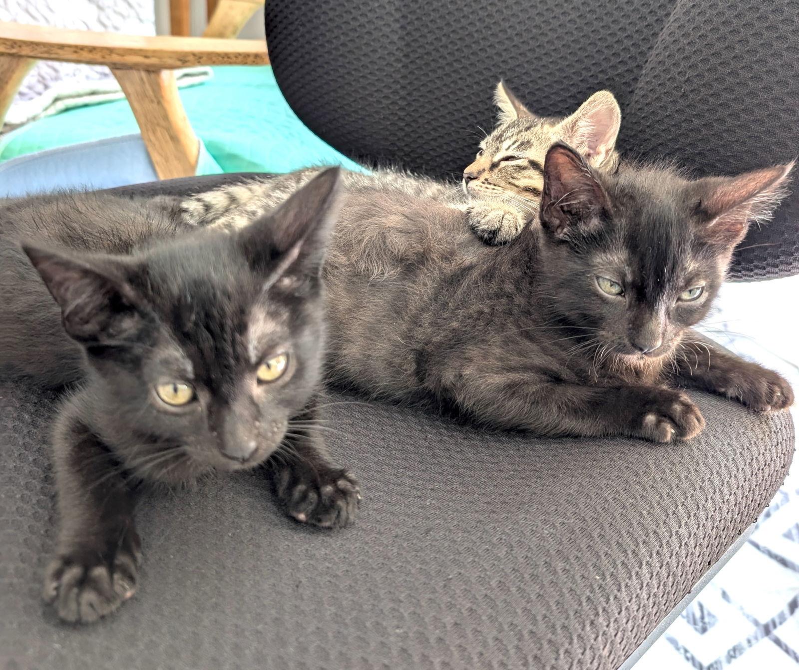 Enlarge Elmo, a Adoptable Domestic Short Hair in Berkeley, CA image 2/2