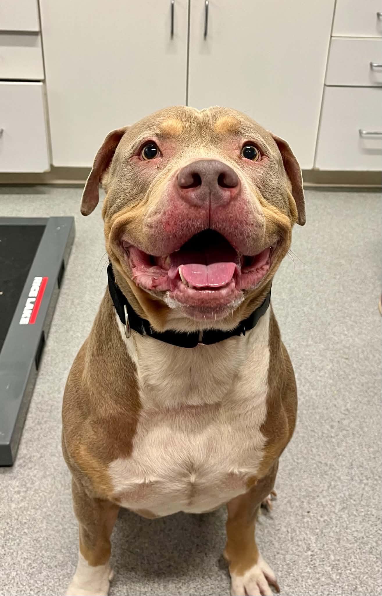 Enlarge Rocco, a Adoptable Mixed Breed in Moundsville, WV image 1/1