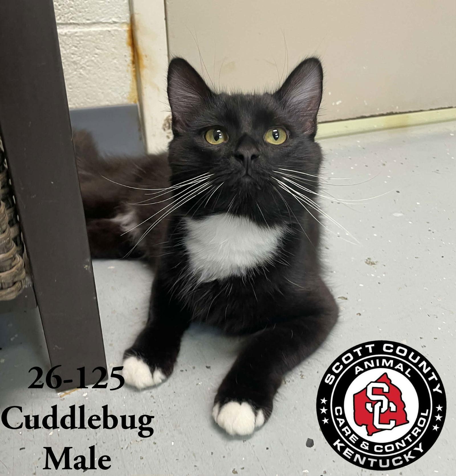 Cuddlebug, Adoptable, Adult Male Domestic Medium Hair.