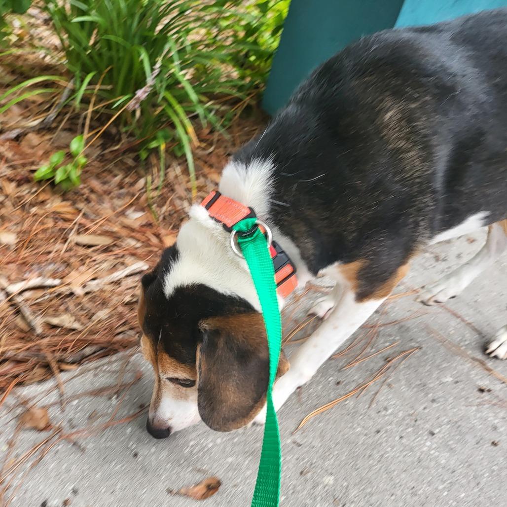 Enlarge Lucy, a Adoptable mixed breed in Seminole, FL image 1/4