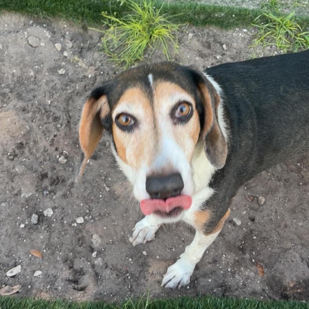 Enlarge Lucy, a Adoptable mixed breed in Seminole, FL image 2/4