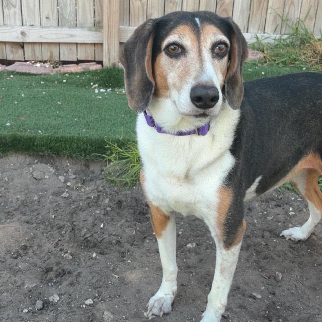 Enlarge Lucy, a Adoptable mixed breed in Seminole, FL image 3/4