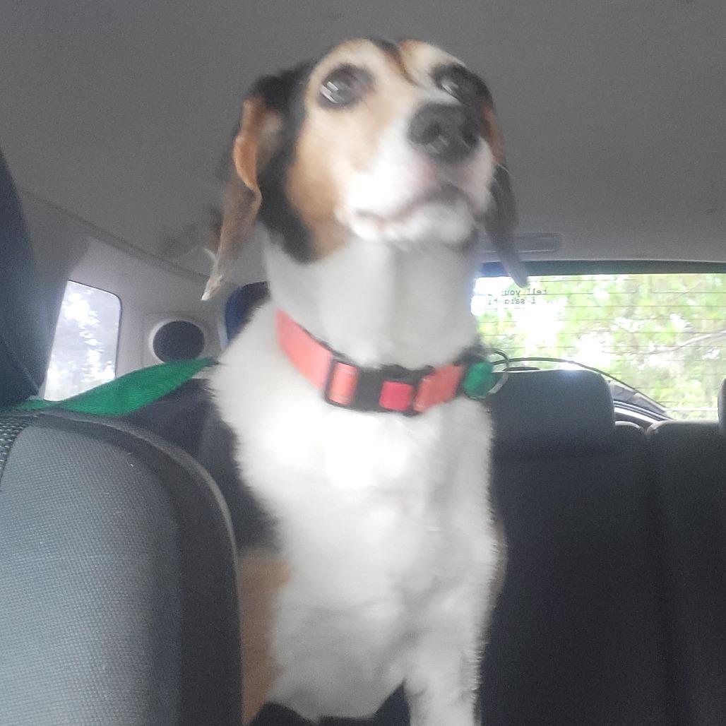 Enlarge Lucy, a Adoptable mixed breed in Seminole, FL image 4/4