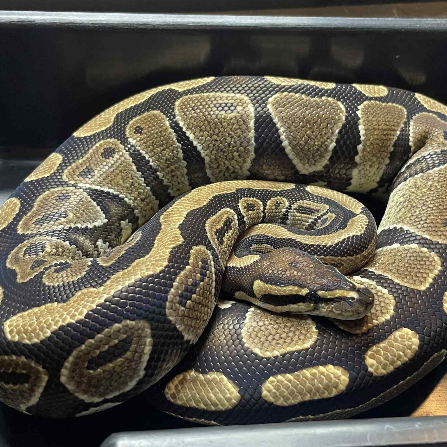 Enlarge Bradley, a Adoptable Ball Python in Durham, NC image 4/4