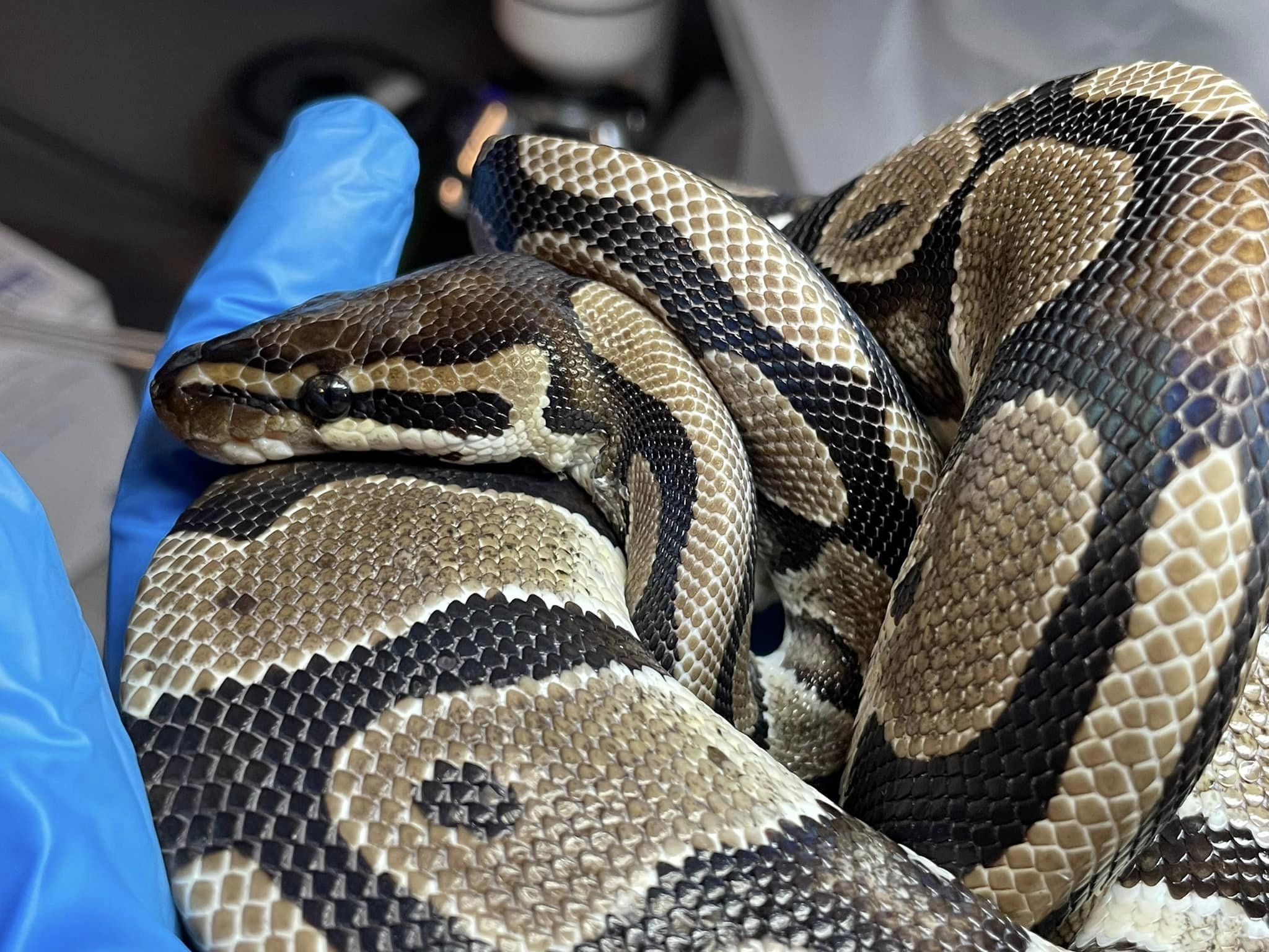 Enlarge Bradley, a Adoptable Ball Python in Durham, NC image 2/4