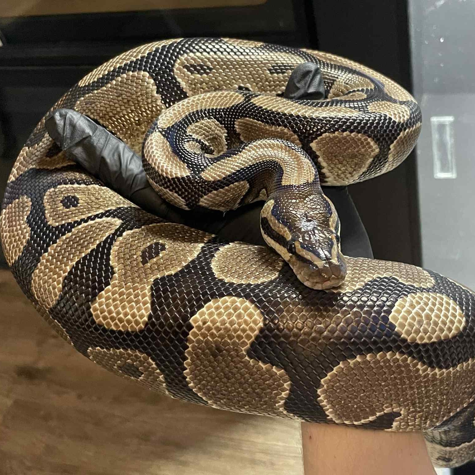 Enlarge Bradley, a Adoptable Ball Python in Durham, NC image 1/4
