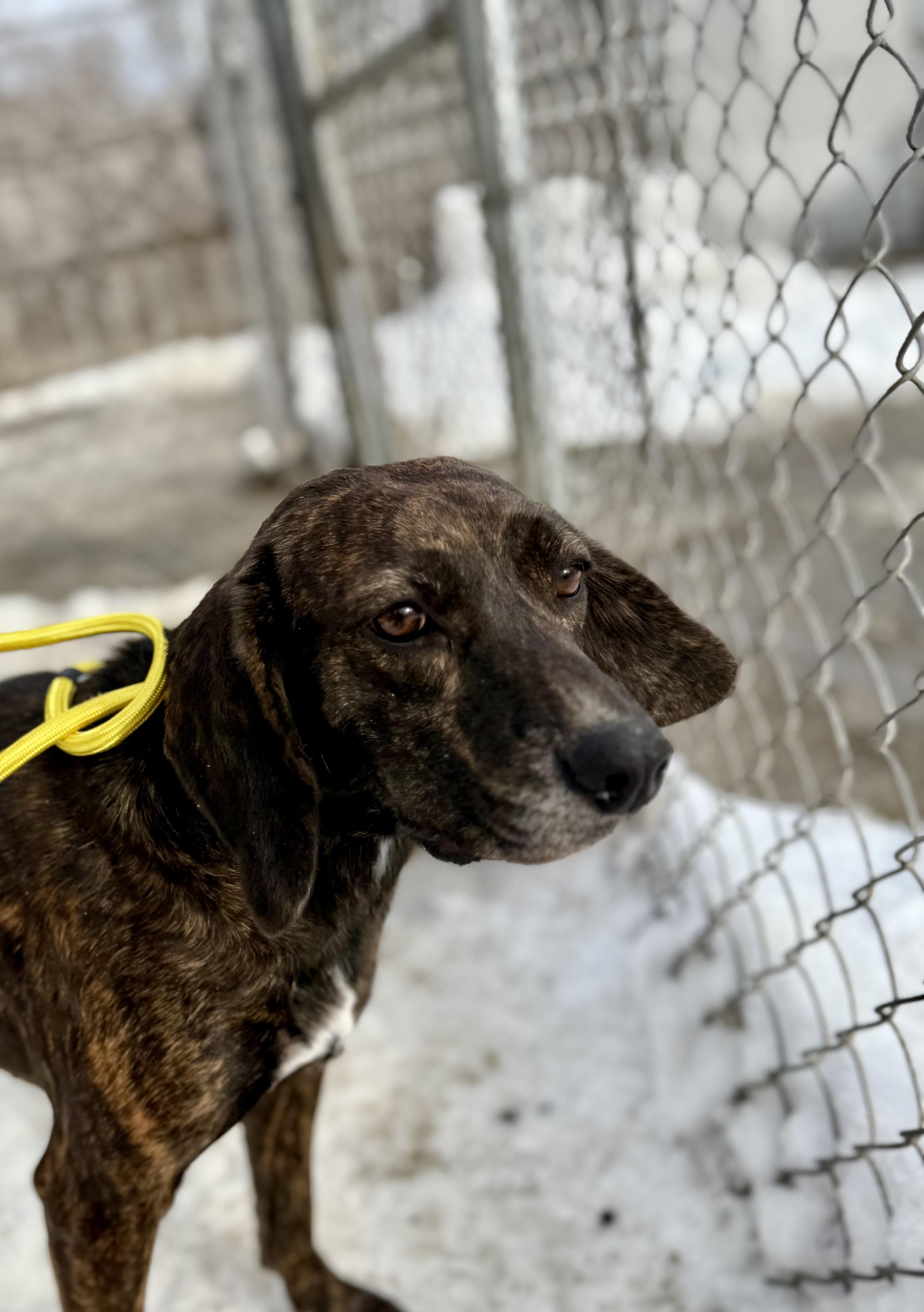 Enlarge Cascade "Cassie" , a ADOPTABLE mixed breed in Bridgton, ME image 2/3